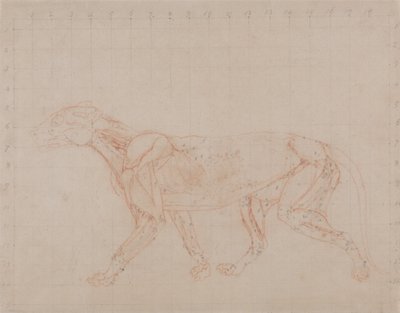 Vergleichende anatomische Darstellung der Struktur des menschlichen Körpers mit der eines Tigers und einer Kuh von George Stubbs